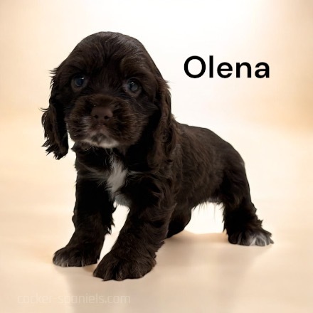 puppy, for, sale, Cocker Spaniel, Joe & Cherri  Overlease, dog, breeder, Miller, MO, dog-breeder, puppy-for-sale, forsale, nearby, find, puppyfind, locator, puppylocator, aca